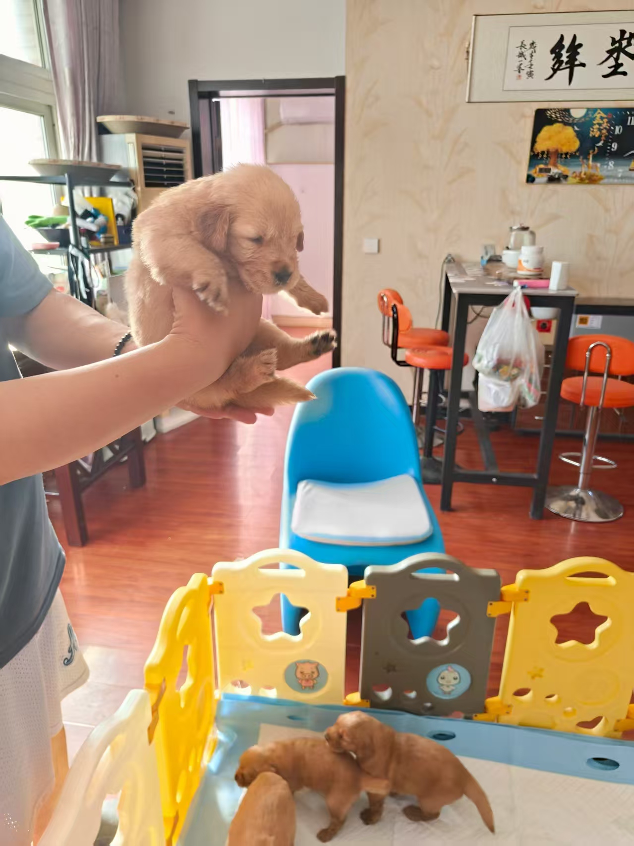 自己养纯种金毛巡回犬，乖巧可爱